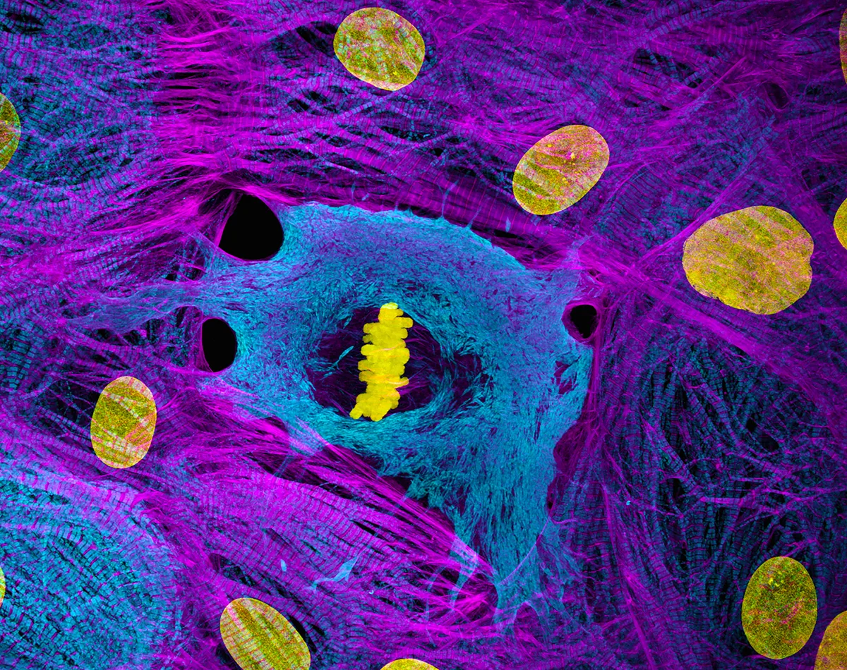 Blue hole surrounded by purple waves and yellow dots.