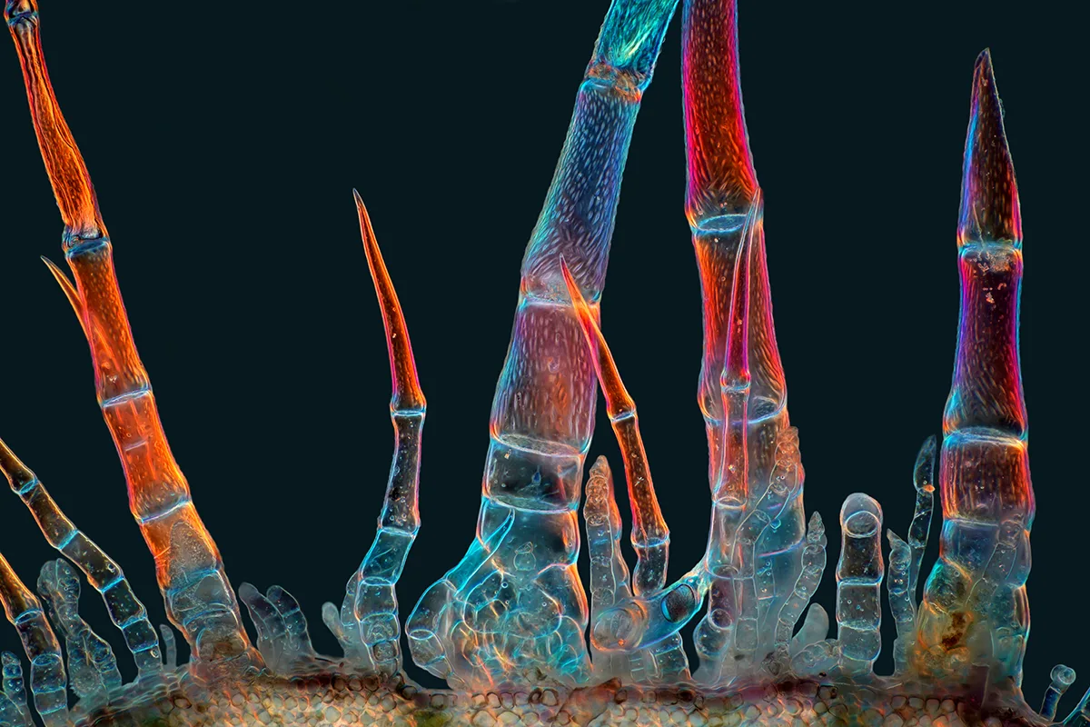 Red spikes growing upwards. 