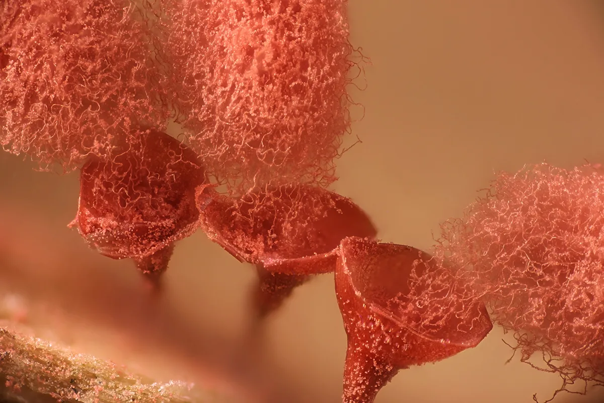 Spores being released by red mushrooms.