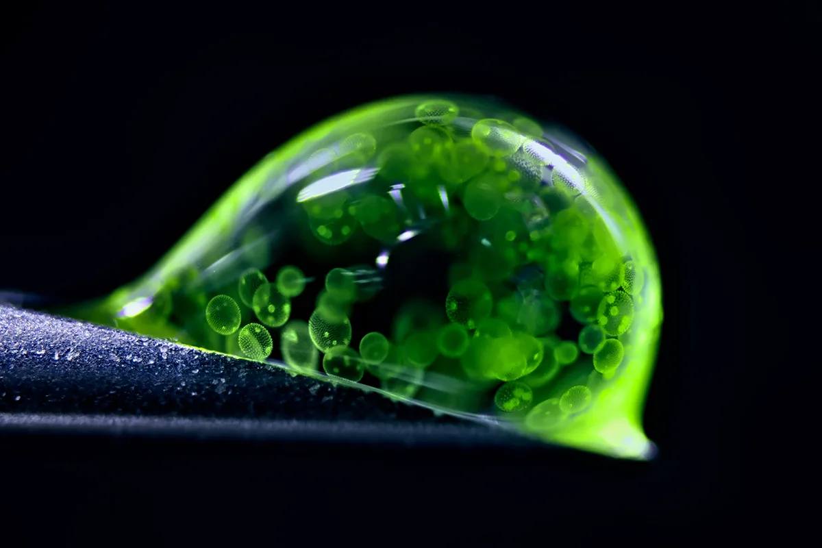 Green liquid blob with small creatures inside.
