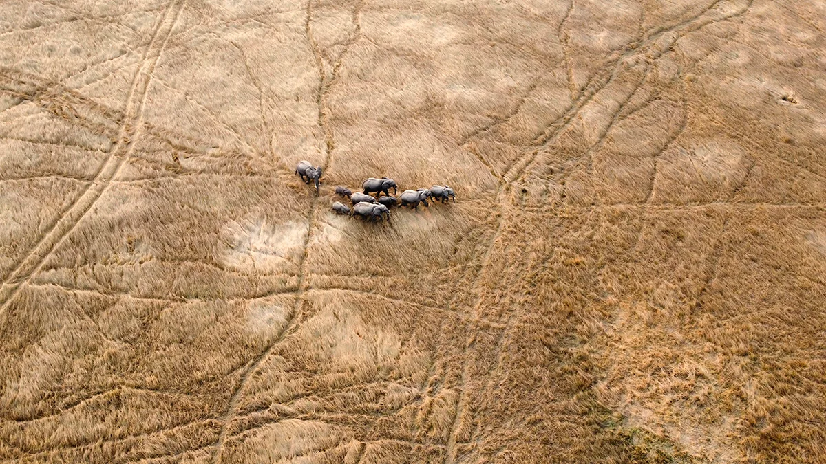 Group of elephants seen from above in brown grassland.