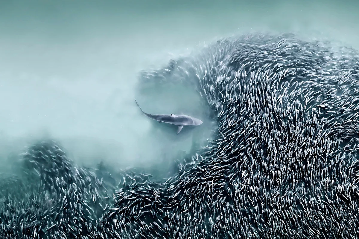 Shark surrounded by a school of fish seen from above.