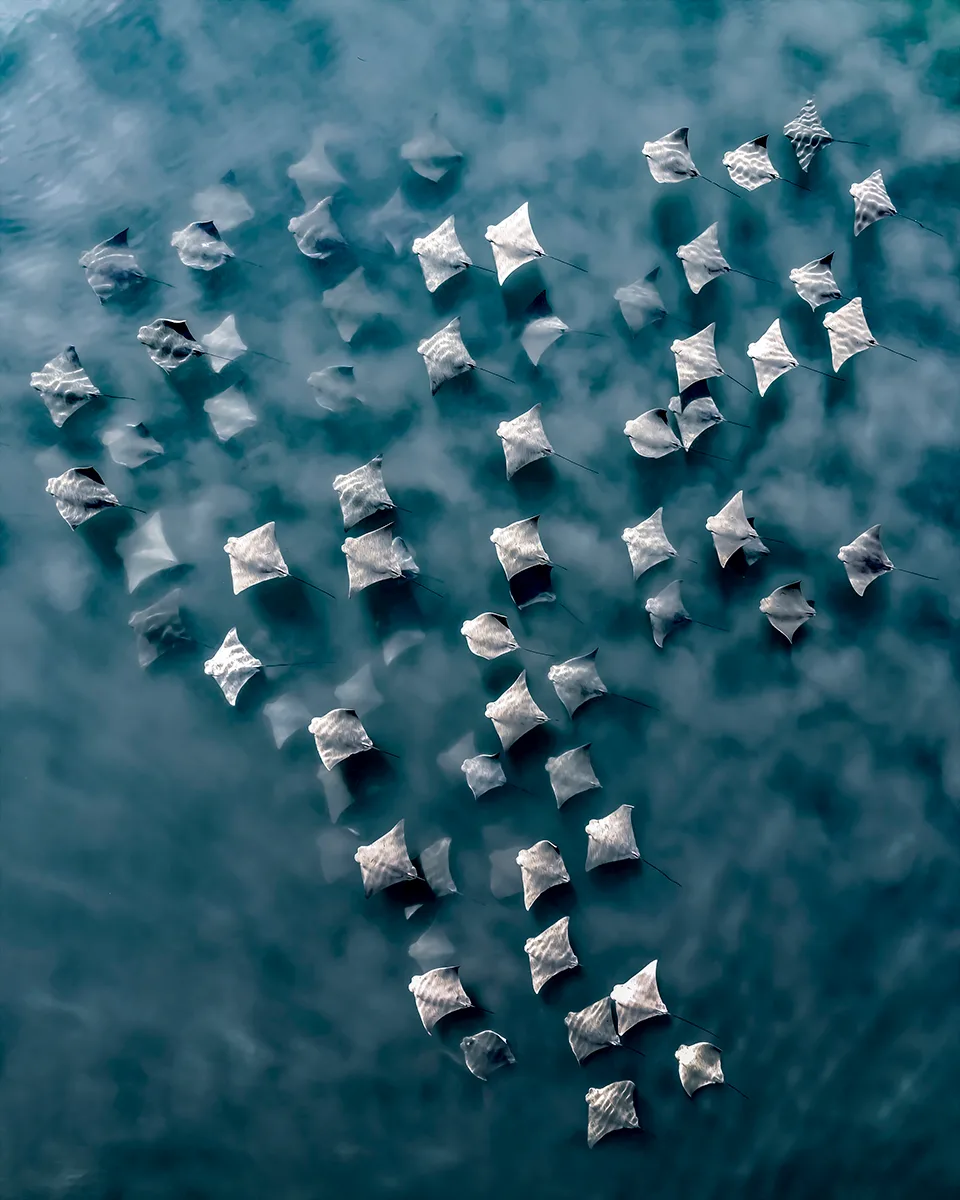 Group of rays swimming seen from above.