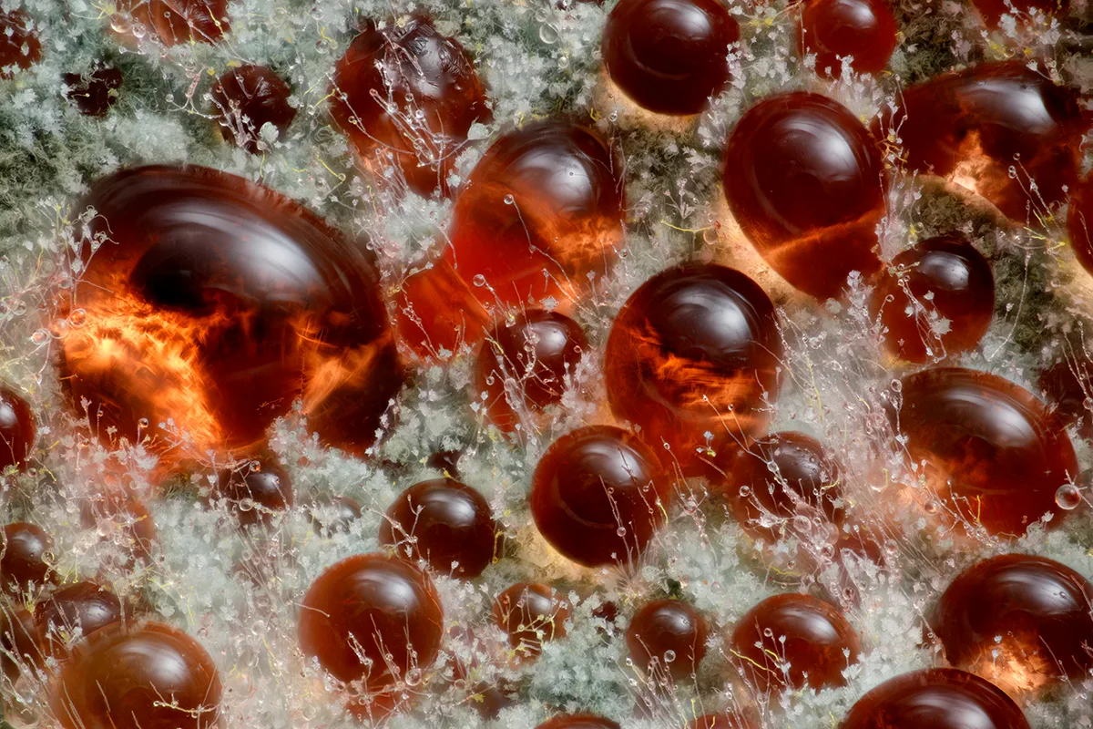 Red reflective balls of liquid on fluffy surface.