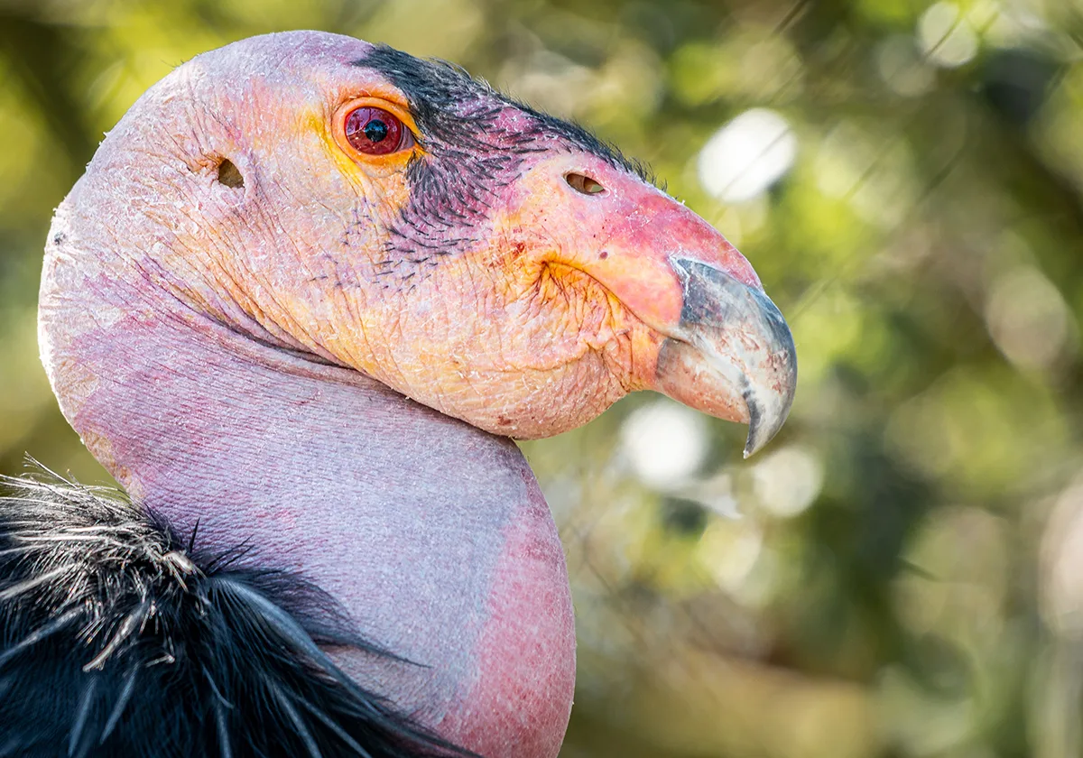 Close up of colorful vulture head.