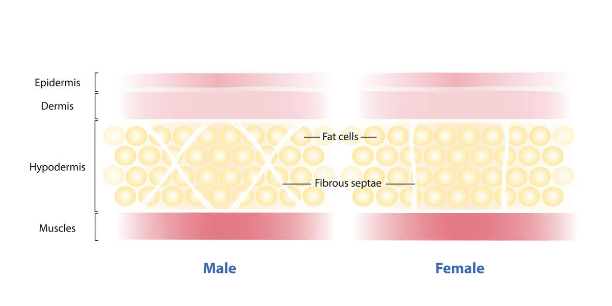 Diagram of gender differences in men and women skin structure vector illustration on white background.