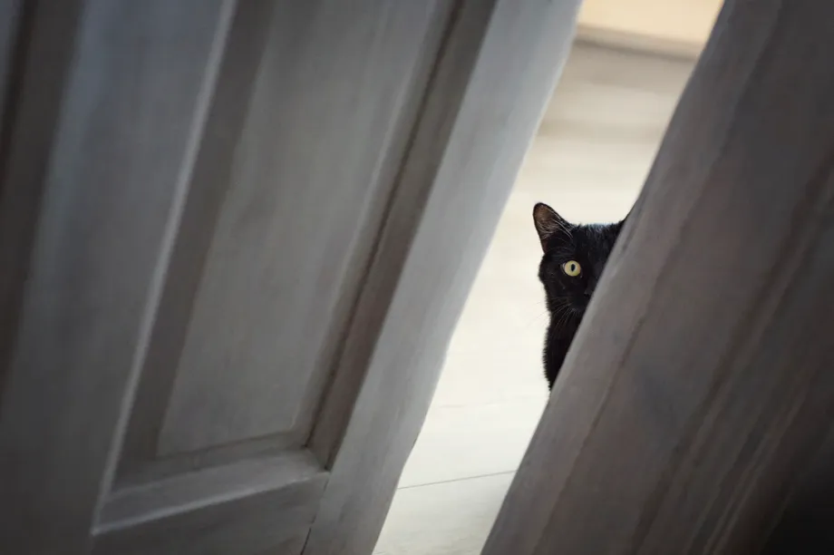 One in 10 pet cats has separation anxiety © Mrs / Getty Images One in 10 pet cats has separation anxiety © Mrs / Getty Images