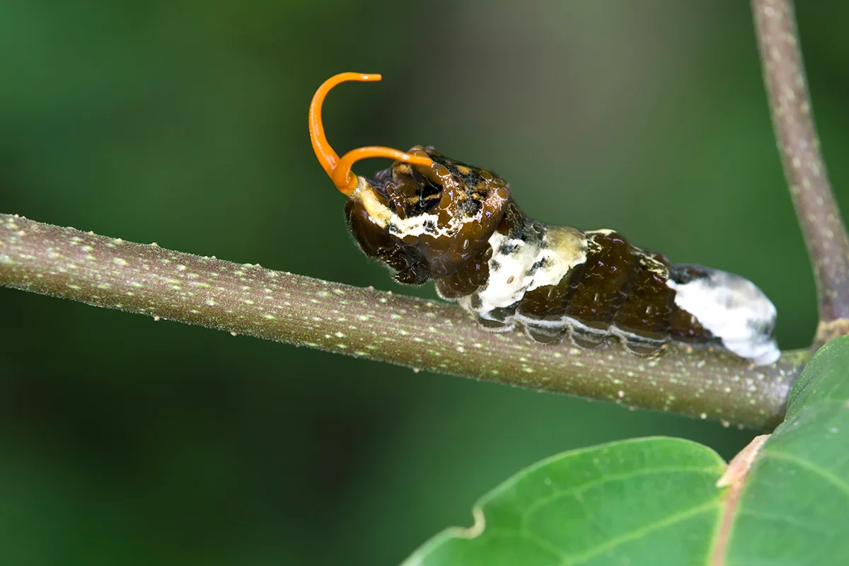 Catepillar that looks like bird poo.