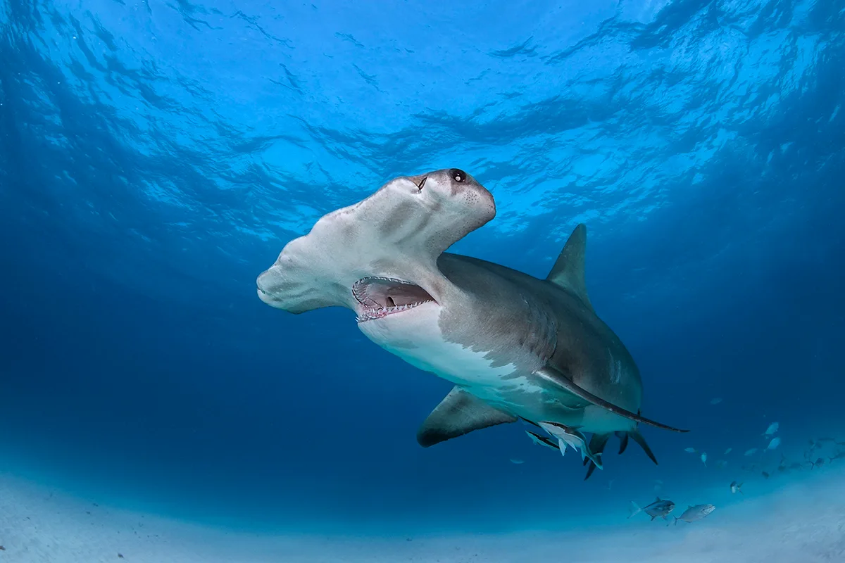 Hammerhead shark with jaws open.