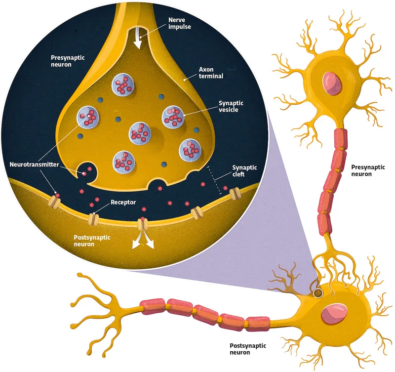 An illustration showing how messages are transmitted in the brain
