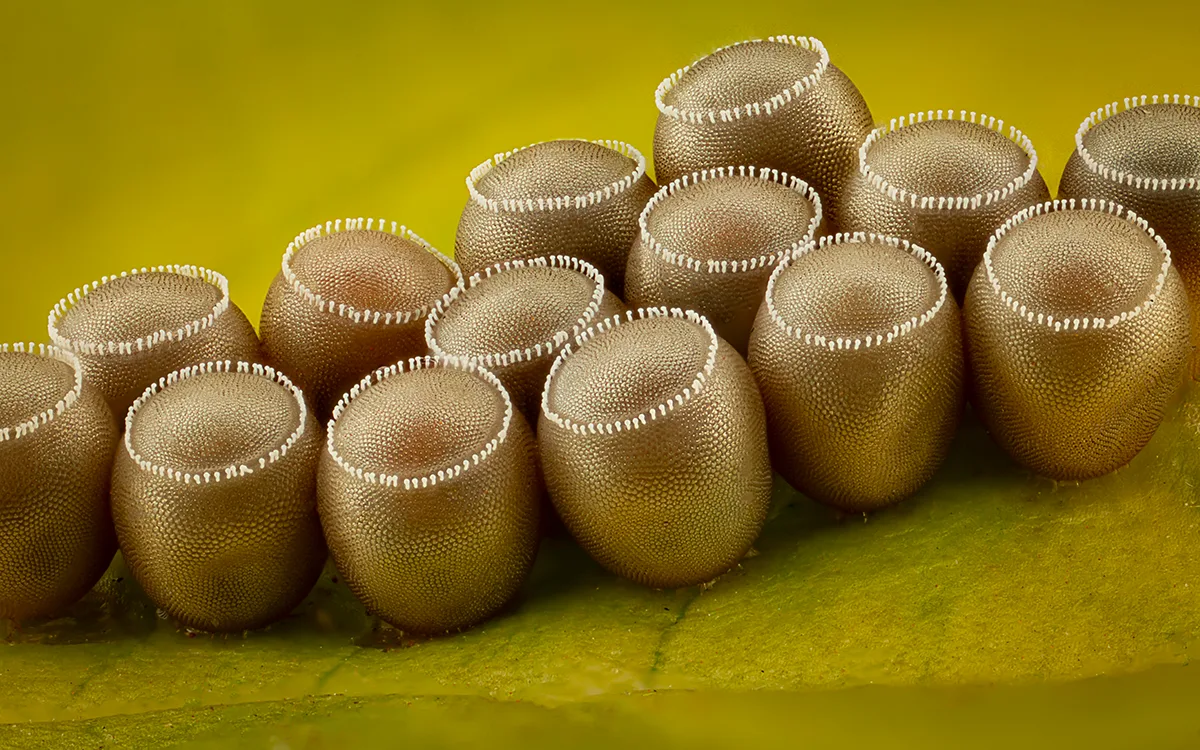 Circular barrel-shaped eggs on green leaf.
