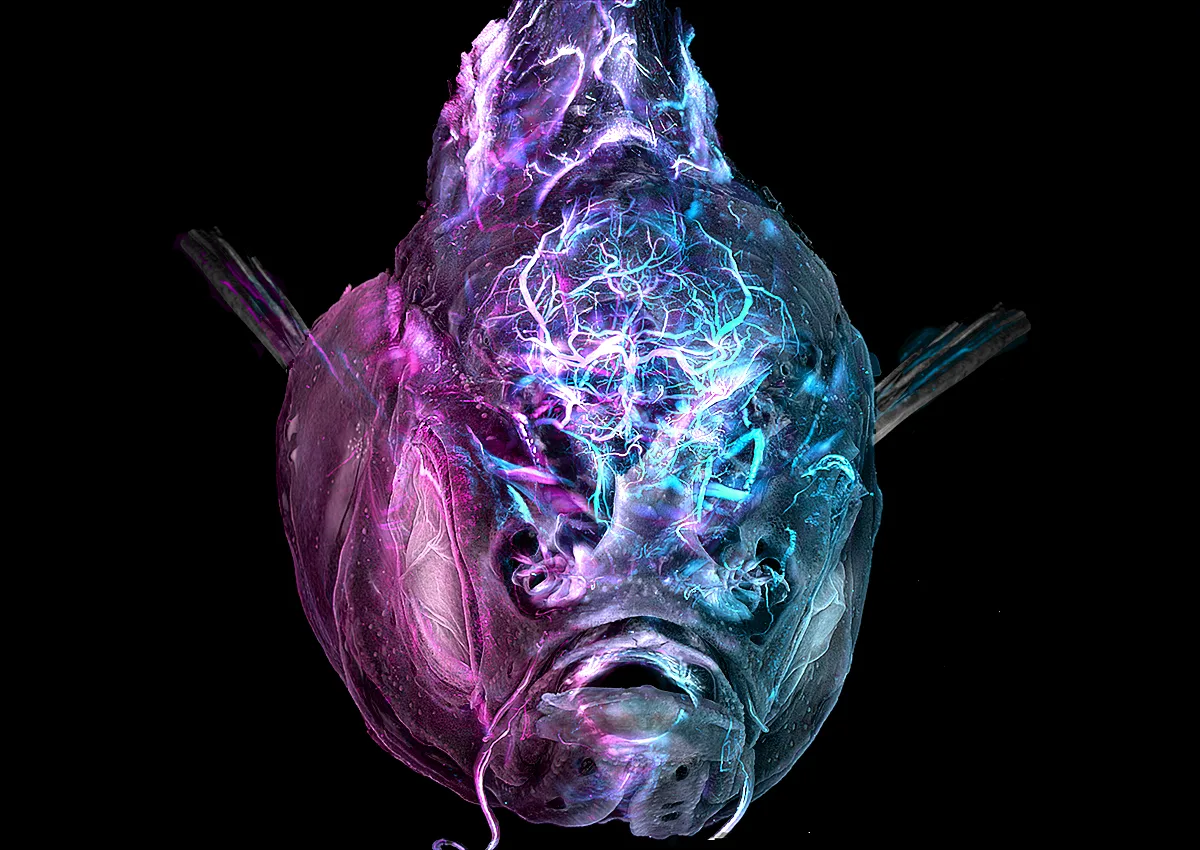 A small pink and purple glowing fish.