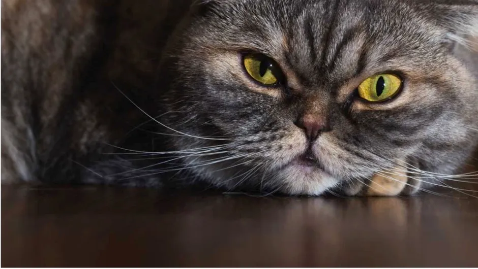 Do fat cats have longer whiskers? © iStock Do fat cats have longer whiskers? © iStock