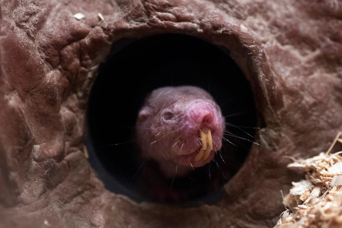 Mole Rat big teeth tunnel.