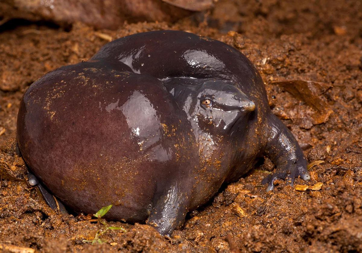 Large purple frog with small head.
