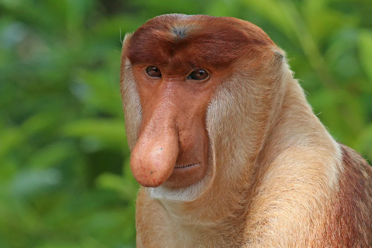 Monkey with big nose.