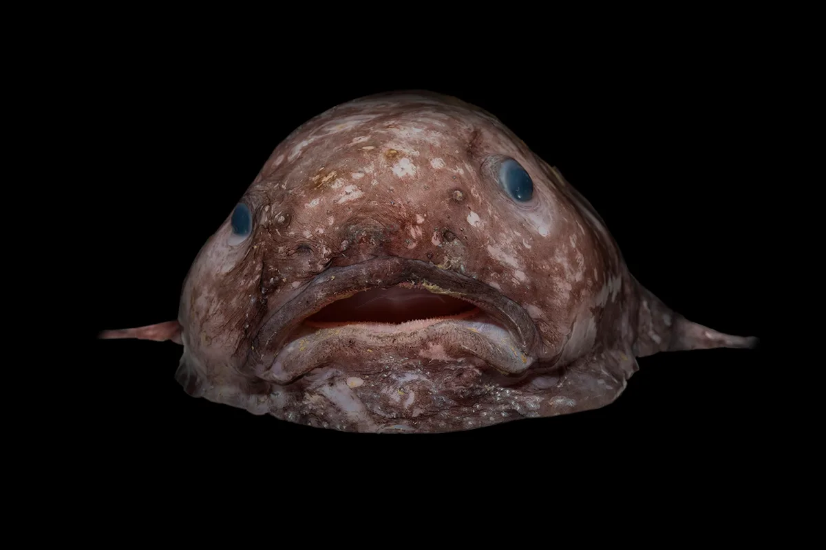 Brown blubbery fish on black background.