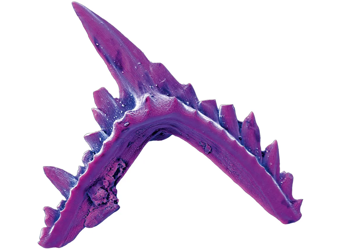 SEM of a conodont tooth, acid etched from 500 million year old rock.