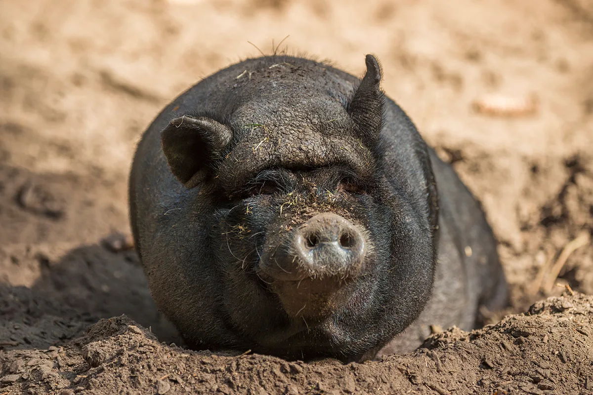 Black furry pig in mud.