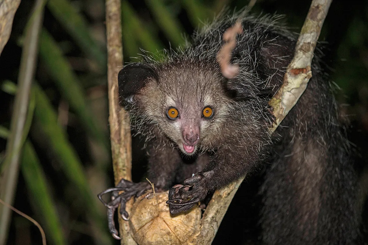 Black aye aye in tree at night.